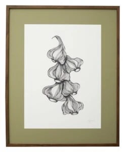 Nordal Garlic Illustration - Donker Eiken